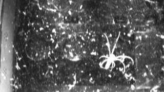 Spider in space