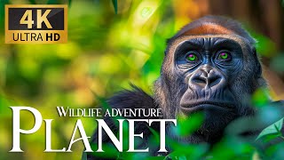 Wildlife Adventure Planet 4K 🐒 Discovery Relaxation Marvellous Nature Film with