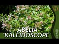 ABELIA KALEIDOSCOPE Information and Growing Tips!  (Abelia x grandiflora)