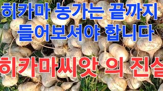 대한민국 히카마 농가는 이영상을 꼭 보셔야합니다