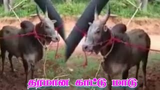 தரமான  காட்டுமாடு