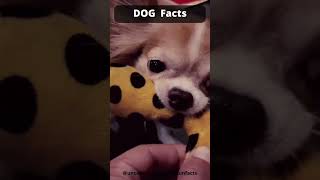 Dog Fact - secret life of dogs EP.04-Which behavior of your dog do you like the most?#shorts
