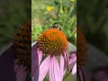 Gardening - Bee Pollinating 2024