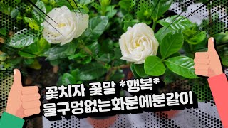 꽃치자 물구멍없는화분에 분갈이~~~~^