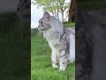 全员小夹子 缅因猫 遛猫 随拍 我和我的猫 我镜头下的小猫