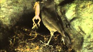 Bornean Whistling Thrush