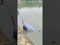 കുറച്ചു കാലങ്ങൾക്ക് ശേഷം രണ്ട് മീൻ കിട്ടി castnet fishing fishing d4dinkan fishing shorts