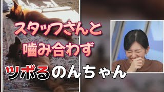 【大島璃音】視聴者からのリポート。スタッフさんと噛み合わず盛大にツボるのんちゃん。「あ、そっちじゃなくてｗ」