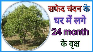 white Chandan ke 24 month ke tree | white Chandan 2 years old tree |Chandan plants nursery ||