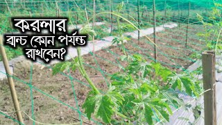 করলার ব্রান্চ কোন পর্যন্ত রাখবেন?