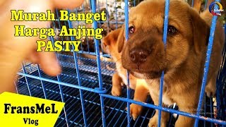 Murah !! Harga Anjing Lengkap  Di Pasar Satwa PASTY Kota Jogja