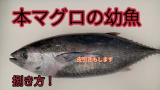 [魚の捌き方]本マグロの幼魚！メジマグロ捌き方