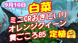 22/09/10  白菜・ミニ白菜CRおきにいり・オレンジクイーン・黄ごころ85定植😊👍キャベツ・葉物野菜の畝立てとマルチ張り【概要V】