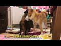 ３月下旬、並んで暖まる柴犬ハナと猫クロ。並んでる背中がかわいいすぎ shiba and cat likes the heater.