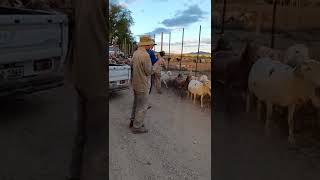 Meatmasters sheep - Karoo - Otjiwarongo Meatmasters