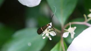 ホソオビヒゲナガ Nemophora aurifera ♀（Ⅰ）