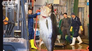 「一本釣りで釣れた」大間の本マグロに3億3360万円(19/01/05)