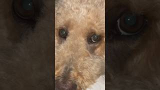 The nose push #goldendoodle #dogs