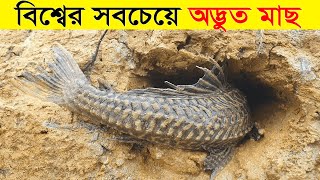 বিশ্বের সবচেয়ে অদ্ভুত ৬ টি মাছ | যা দেখলে চমকে যাবেন | 6 MOST UNIQUE FISH IN THE WORLD