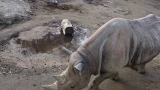 熊本市動植物園のサイさん~zoo Rhinocerotidae