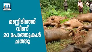 Land Slip In Malappuram: 20 Buffaloes Killed| Mathrubhumi News