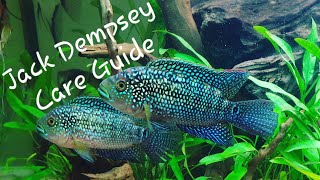Jack Dempsey Cichlid - Care Guide