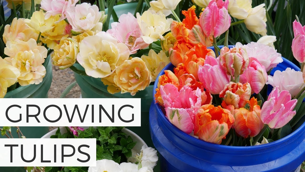 Can I Plant Tulips In Spring A Guide To Successfully Growing Tulips In