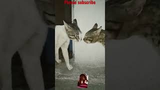 বিড়ালের ঝগড়া#cat #catlover #funny #kucing #kitten#video#vir#shortsvideo