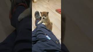 パパに抱っこをせがむ🤭🤭ももちゃん(柴犬赤ちゃん)