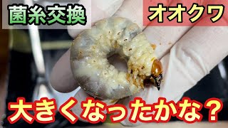 200→800cc菌糸ビンへお引越し【オオクワガタ】菌糸交換