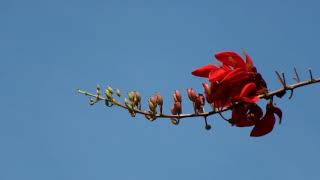 มโนรมย์ / ทองหลางดอกแดง (Ma-no-rom / Tong-laang Dok Daeng) - Erythrina crista-galli L. 1