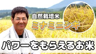 【自然栽培米】今の時代にミナミニシキを届ける理由とは！？｜前田英之の自然栽培米ミナミニシキ（自然栽培米専門店ナチュラルスタイル）