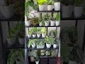 if this is your vibe plantshelfie plantshelf houseplants 観葉植物 フィロデンドロン アロカシア ポトス 洋蘭