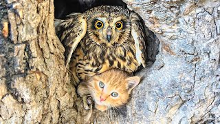 A kitten asked the Owl, “Be my mom, please”. What happened next will warm your heart.