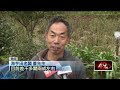 周末出遊！ 陽明山竹子湖「海芋盛開」 純白如仙境