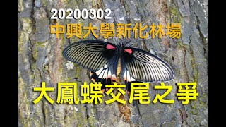 中興大學新化林場大鳳蝶交尾之爭