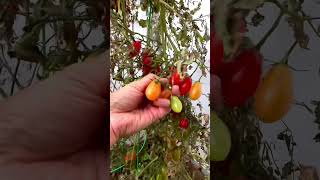 Harvesting cherry 🍒 tomatoes 🍅#viralvideo #tomato #satisfying  #shorts #farming