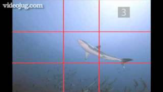 Underwater Digital Photography - Part 1