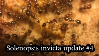 Solenopsis invicta update #4