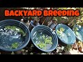 Backyard Breeding | Red Platy Fish, Molly Fish, Goldfish, Danio Zebra, Swordtail Fish