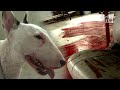 Covered In Red, What's Happened To This Dog? | Kritter Klub