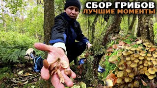 сбор грибов ЛУЧШИЕ моменты осени