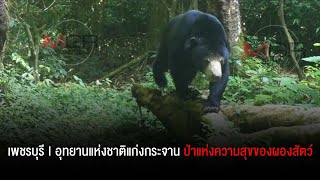 อุทยานแห่งชาติแก่งกระจาน ป่าแห่งความสุขของผองสัตว์