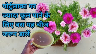 पोर्टुलाका पर ज्यादा फूल पाने के लिए बस यह चीज जरूर डालें/Best fertilizer for portulaca