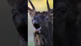 Wildlife Animals 4K Nature Relaxation Film #shorts #wildlife #travel #africa #animals