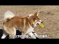 お母さんの独り言 【狂犬病】　秋田犬【ごん・みく チャンネル】