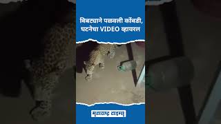 #thane ठाण्यातील #ghodbandarroad जवळील गावात बिबट्याने पळवली कोंबडी, घटनेचा VIDEO व्हायरल #shorts