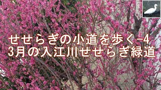 入江川せせらぎ緑道を往復した様子を3分半でご紹介します