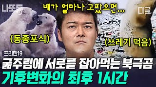 [#프리한19] (1시간) 동종포식을 넘어 인간을 공격하는 북극곰❄ 암에 걸린 돌고래🐬 극에 달한 환경 오염의 최후 모음!