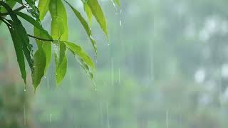 나뭇잎 위로 떨어지는 빗소리 ASMR 8hours - Calming Rain Sounds for Sleep or Relaxing